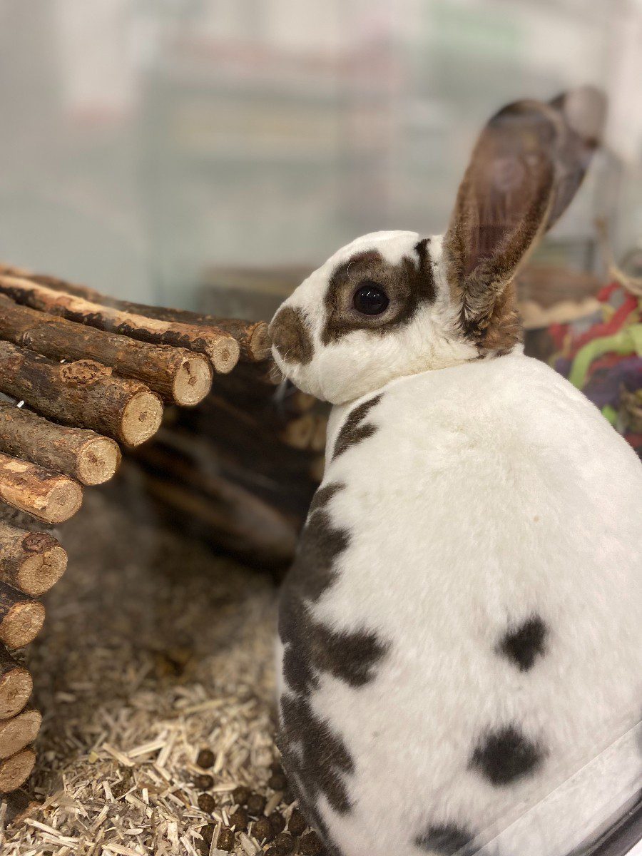 pet store website design