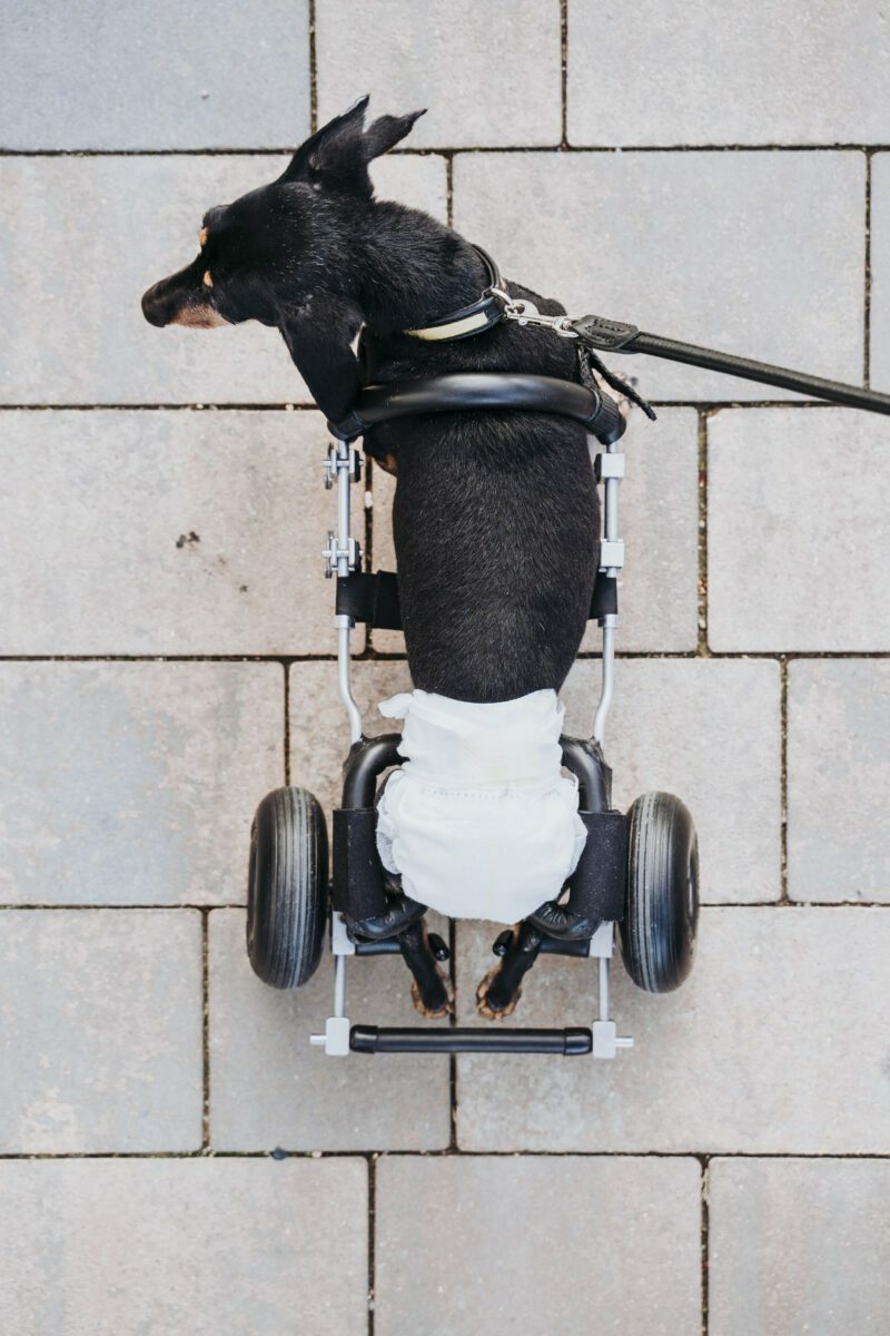 animal physical therapist office web design