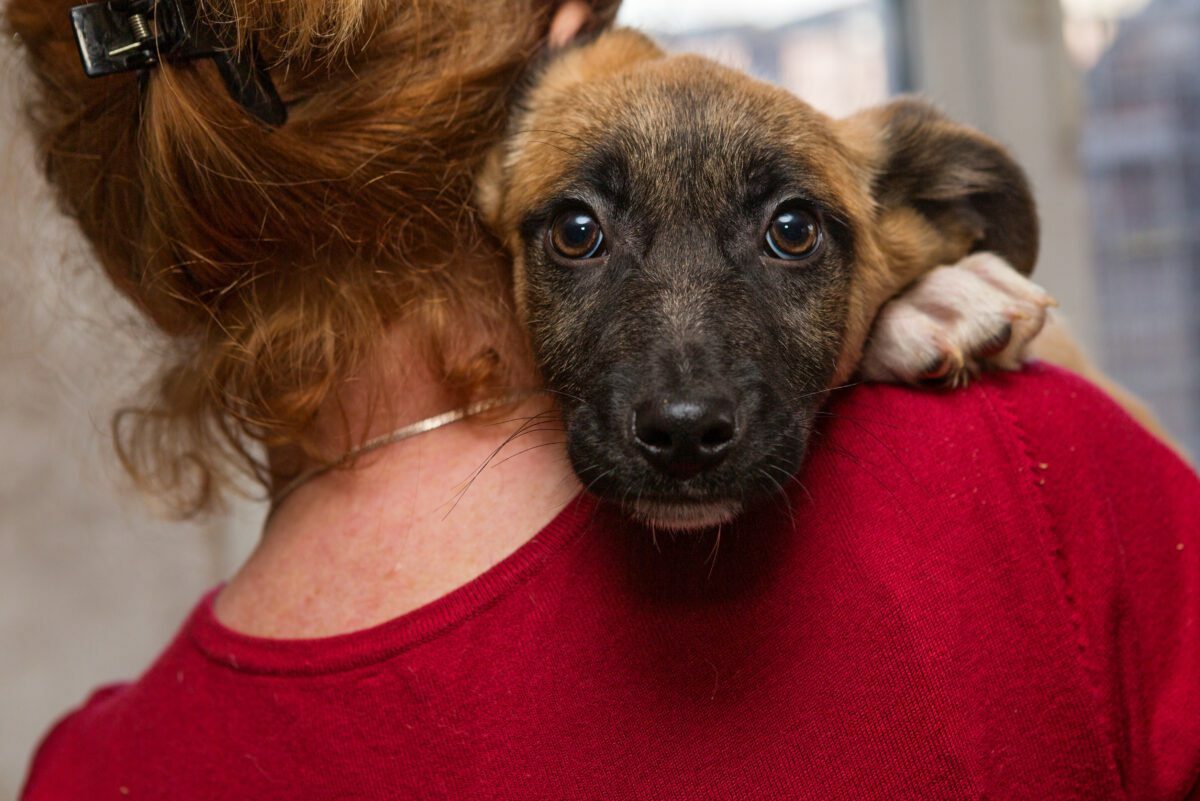 webpage for animal shelter employees